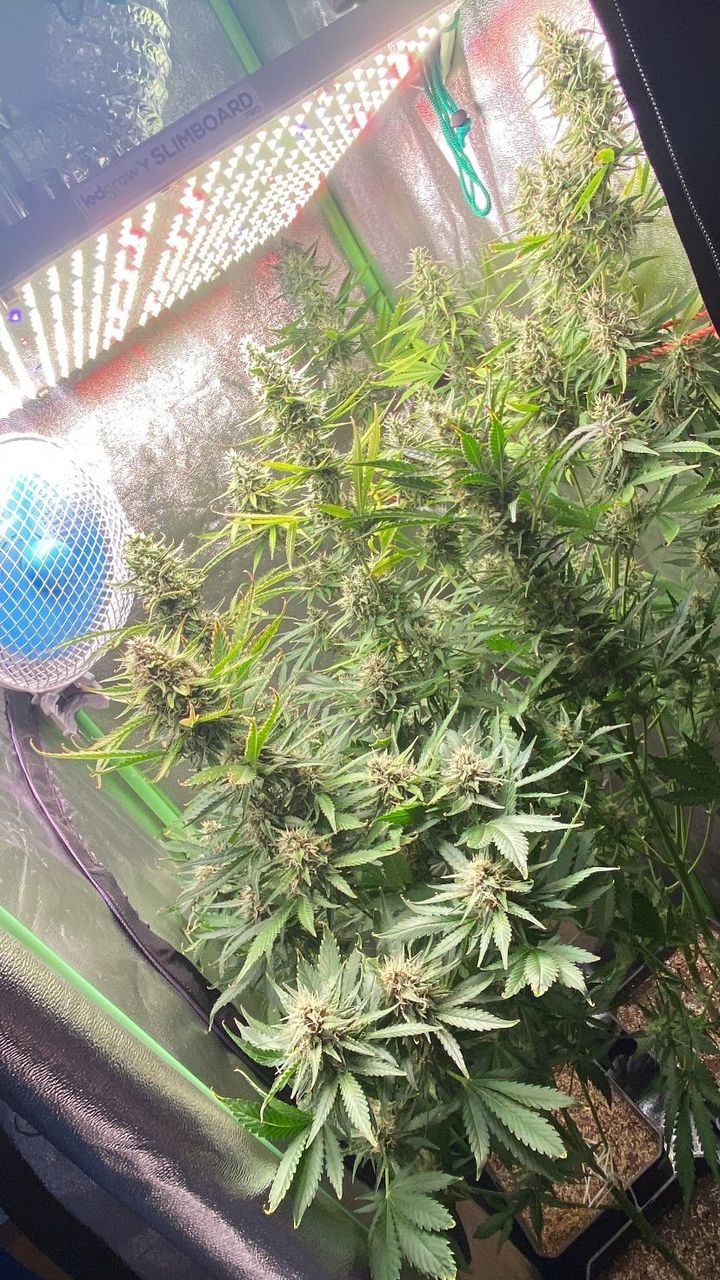 Plantas de cannabis saludables bajo luz LED
